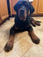 Chop, a male Rottweiler for sale in Pittsburg, CA – 4 of 8