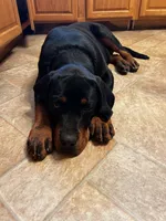 Chop, a male Rottweiler for sale in Pittsburg, CA – 6 of 8