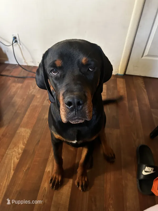 Chop – Rottweiler puppy for sale in Pittsburg, CA