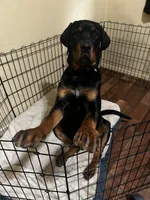 Chop, a male Rottweiler for sale in Pittsburg, CA – 2 of 8