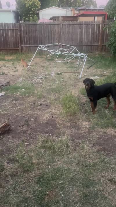 Chop, a male Rottweiler for sale in Pittsburg, CA – 8 of 8