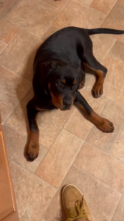 Chop, a male Rottweiler for sale in Pittsburg, CA – 7 of 8