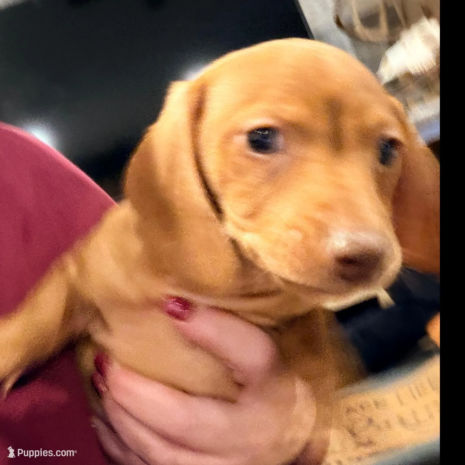 Little man, a male Dachshund and Miniature Dachshund for sale in Locust Grove, OK – Photo 2 of 3