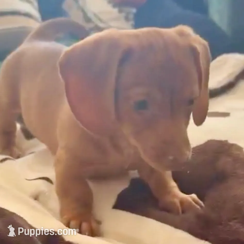 Little man, a male Dachshund and Miniature Dachshund for sale in Locust Grove, OK – Photo 3 of 3