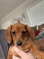 Sister, a female Dachshund and Miniature Dachshund for sale in Locust Grove, OK – Photo 1 of 3