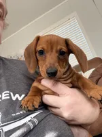 Sister, a female Dachshund and Miniature Dachshund for sale in Locust Grove, OK – Photo 2 of 3