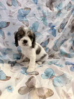 Sky, a female Cavalier King Charles Spaniel and Cockalier for sale in Arlington, MN – 4 of 7