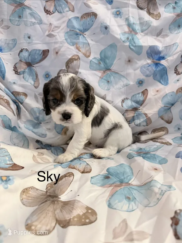 Sky – Cavalier King Charles Spaniel, Cockalier puppy for sale in Arlington, MN