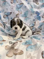 Sky, a female Cavalier King Charles Spaniel and Cockalier for sale in Arlington, MN – 1 of 7
