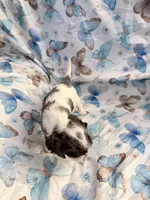 Sky, a female Cavalier King Charles Spaniel and Cockalier for sale in Arlington, MN – 2 of 7