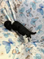 Star, a female Cavalier King Charles Spaniel and Cockalier for sale in Arlington, MN – 7 of 8