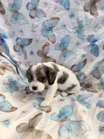 Sky, a female Cavalier King Charles Spaniel and Cockalier for sale in Arlington, MN – 6 of 7