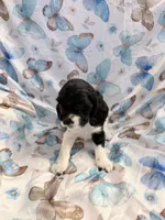 Star, a female Cavalier King Charles Spaniel and Cockalier for sale in Arlington, MN – 5 of 8