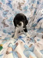 Star, a female Cavalier King Charles Spaniel and Cockalier for sale in Arlington, MN – 3 of 8