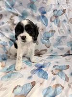 Lucky, a female Cavalier King Charles Spaniel and Cockalier for sale in Arlington, MN – 2 of 9