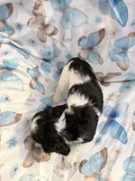 Lucky, a female Cavalier King Charles Spaniel and Cockalier for sale in Arlington, MN – 5 of 9