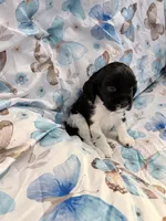 Patrick, a male Cavalier King Charles Spaniel and Cockalier for sale in Arlington, MN – 5 of 6