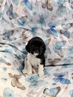 Patrick, a male Cavalier King Charles Spaniel and Cockalier for sale in Arlington, MN – 4 of 6