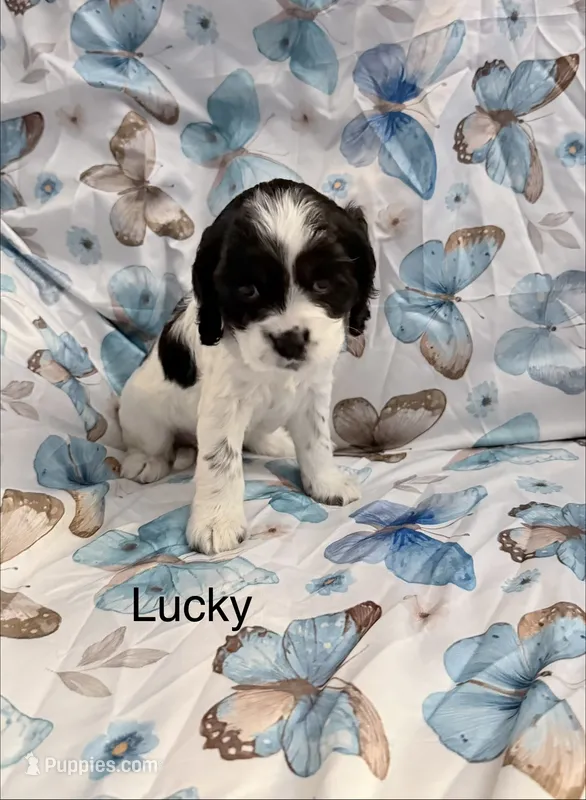 Lucky – Cavalier King Charles Spaniel, Cockalier puppy for sale in Arlington, MN