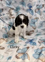 Lucky, a female Cavalier King Charles Spaniel and Cockalier for sale in Arlington, MN – 1 of 9