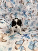 Lucky, a female Cavalier King Charles Spaniel and Cockalier for sale in Arlington, MN – 4 of 9