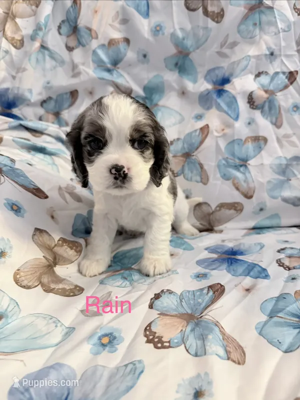 Rain – Cavalier King Charles Spaniel, Cockalier puppy on hold in Arlington, MN