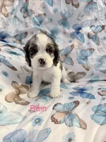 Rain, a female Cavalier King Charles Spaniel and Cockalier for sale in Arlington, MN – 1 of 5