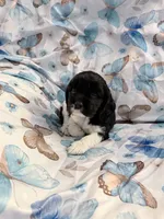 Patrick, a male Cavalier King Charles Spaniel and Cockalier for sale in Arlington, MN – 3 of 6
