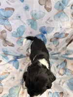 Star, a female Cavalier King Charles Spaniel and Cockalier for sale in Arlington, MN – 6 of 8