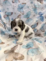 Sky, a female Cavalier King Charles Spaniel and Cockalier for sale in Arlington, MN – 3 of 7