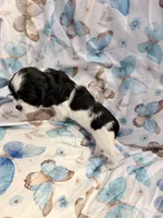 Lucky, a female Cavalier King Charles Spaniel and Cockalier for sale in Arlington, MN – 6 of 9