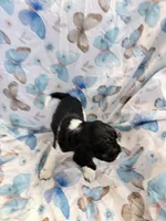 Star, a female Cavalier King Charles Spaniel and Cockalier for sale in Arlington, MN – 4 of 8