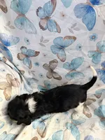 Star, a female Cavalier King Charles Spaniel and Cockalier for sale in Arlington, MN – 8 of 8