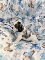 Rain, a female Cavalier King Charles Spaniel and Cockalier for sale in Arlington, MN – 3 of 5
