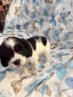 Lucky, a female Cavalier King Charles Spaniel and Cockalier for sale in Arlington, MN – 8 of 9