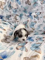 Rain, a female Cavalier King Charles Spaniel and Cockalier for sale in Arlington, MN – 4 of 5