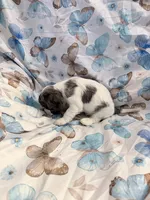 Sky, a female Cavalier King Charles Spaniel and Cockalier for sale in Arlington, MN – 7 of 7