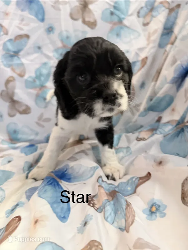 Star – Cavalier King Charles Spaniel, Cockalier puppy for sale in Arlington, MN