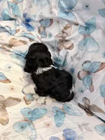 Patrick, a male Cavalier King Charles Spaniel and Cockalier for sale in Arlington, MN – 6 of 6