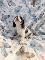 Sky, a female Cavalier King Charles Spaniel and Cockalier for sale in Arlington, MN – 5 of 7