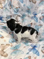Lucky, a female Cavalier King Charles Spaniel and Cockalier for sale in Arlington, MN – 9 of 9