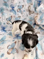 Lucky, a female Cavalier King Charles Spaniel and Cockalier for sale in Arlington, MN – 3 of 9