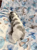 Rain, a female Cavalier King Charles Spaniel and Cockalier for sale in Arlington, MN – 5 of 5