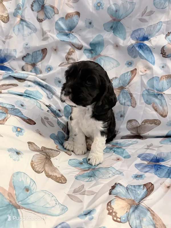 Patrick – Cavalier King Charles Spaniel, Cockalier puppy for sale in Arlington, MN