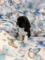 Patrick, a male Cavalier King Charles Spaniel and Cockalier for sale in Arlington, MN – 1 of 6