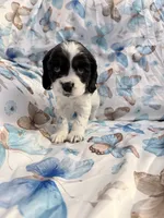 Lucky, a female Cavalier King Charles Spaniel and Cockalier for sale in Arlington, MN – 7 of 9