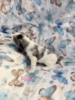 Rain, a female Cavalier King Charles Spaniel and Cockalier for sale in Arlington, MN – 2 of 5