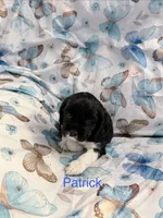 Patrick, a male Cavalier King Charles Spaniel and Cockalier for sale in Arlington, MN – 2 of 6