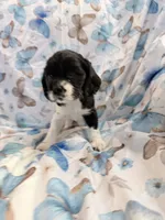 Star, a female Cavalier King Charles Spaniel and Cockalier for sale in Arlington, MN – 2 of 8