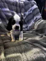 Snow Queen, a female Cavalier King Charles Spaniel and Cockalier for sale in Arlington, MN – Photo 3 of 9